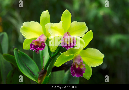 Drei Cattleya hybride Orchideen in den Botanischen Garten in Singapur Stockfoto