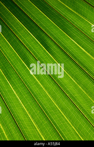 Sonne durch ein Palmblatt in Florida Amerika usa Stockfoto