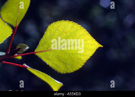 Schwarz-Pappel, Populus Nigra. Blatt Stockfoto