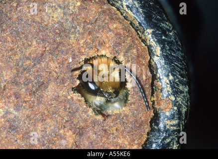 Red Mason Bee, Osmia bicornis. Bruteier von Nest Stockfoto