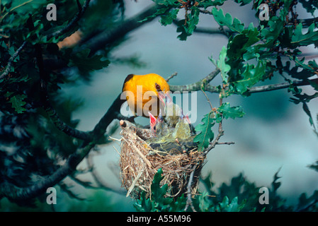 Pirol, Oriolus Oriolus. Männchen am Nest Fütterung Küken Stockfoto