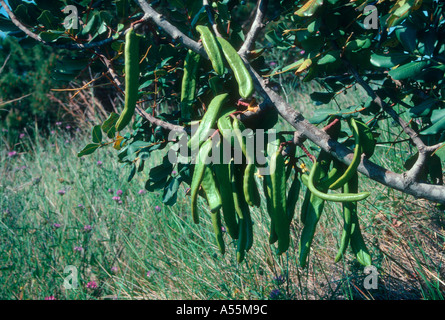 Johannisbrot Bohnen auf Johannisbrotbaum, Ceratonia siliqua Stockfoto