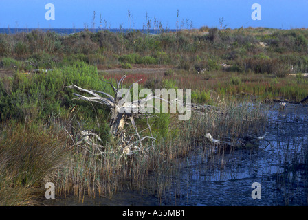 Feuchtgebiete. Ebro Fluss Delta-Naturpark. Provinz Tarragona. Spanien Stockfoto