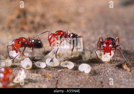 Cocktail-Ameisen, Crematogaster Scutellaris. Drei Arbeiter mit Larven und Puppen Stockfoto