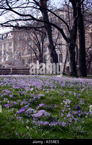 Crocus Feld blühen im Frühjahr Lenbachplatz München Bayern Deutschland Stockfoto