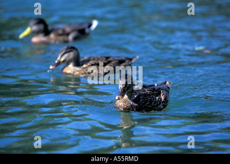 Drei Enten schwimmen Stockfoto