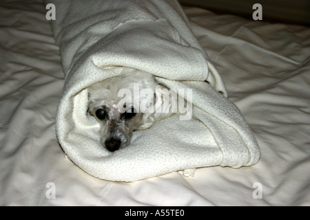 Ein kranker Hund in eine Decke gehüllt Stockfoto