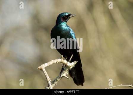 Burchell Starling, Glanzstare Australis, Sabi Sand Game Reserve, Mpumalanga, Südafrika Stockfoto