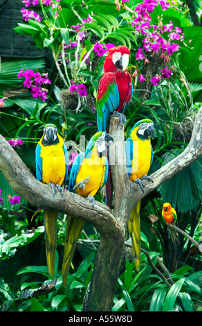 Bunte Aras an der Jurong Bird Park in Singapur Stockfoto