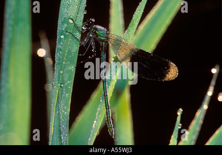 Gebänderten Blackwing gebändert Agrion gebändert Prachtlibelle männlichen Calopteryx splendens Stockfoto