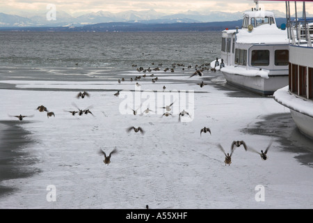 Ammersee Schiffe und Stockenten im Eis Stockfoto