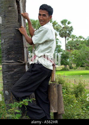 Painet ix2006 Kambodscha Mann Klettern Palme sammeln süßen Sap für die Herstellung von Zucker Land entwickeln Nation weniger wirtschaftlich Stockfoto