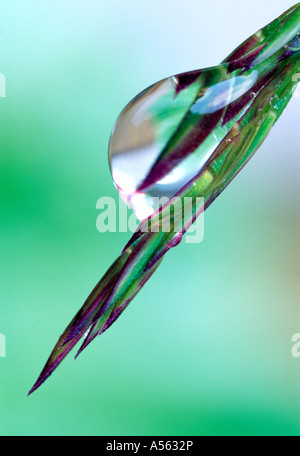 Stark vergrößerte Tröpfchen des Wassers an einem Stiel des Grases. Stockfoto
