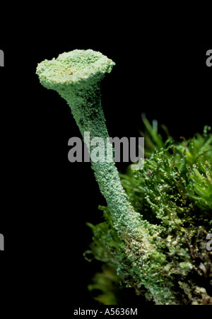 Pixie Cup Flechten Cladonia Fimbriata, stark vergrößert. Kent England UK. Stockfoto