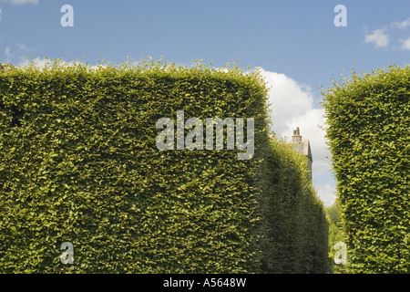 Hohe Hecke an Levens Hall Topiary Garten Seenplatte UK England Stockfoto