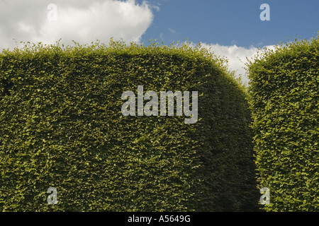 Hohe Hecke an Levens Hall Topiary Garten Seenplatte UK England Stockfoto