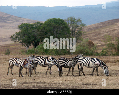 Painet iy7610 Tansania Zebra Ngorongoro Krater Nationalpark Land sich entwickelnde Nation wirtschaftlich weniger entwickelte Kultur Stockfoto
