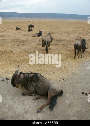 Painet iy7611 Tansania Wildebeast Ngorongoro Krater Nationalpark Land Entwicklungsland, was weniger ökonomisch entwickelt Stockfoto