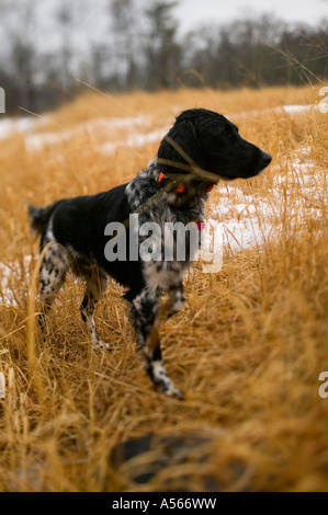 Setter in Punkt Stockfoto