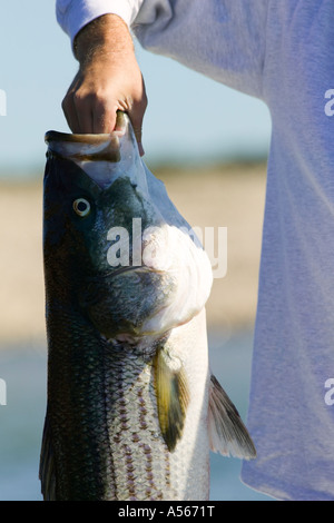 Striped Bass Release Stockfoto