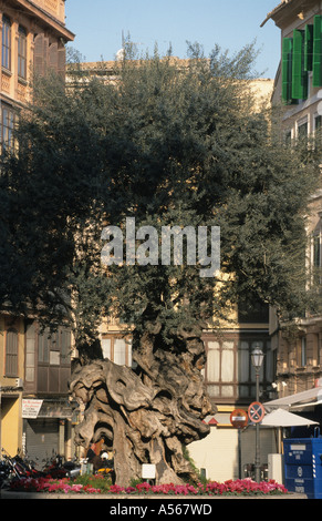 Palma de Mallorca Placa de Cort - alter Olivenbaum Stockfoto