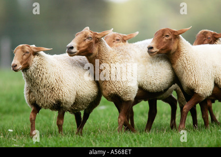 Coburger Fuchsschafe, Coburger Fuchs Schafe [Ovis Ammon Aries] Stockfoto