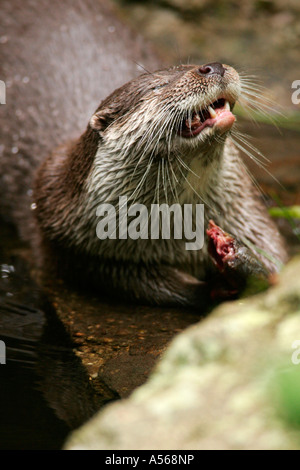 Fischotter, Lutra Lutra, Europäische Otter, Deutschland, Europa Stockfoto