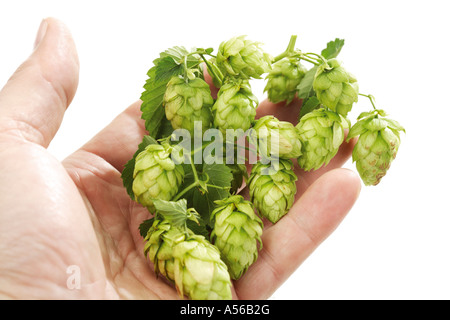 Hand, die Hop-Rebe, close-up Stockfoto