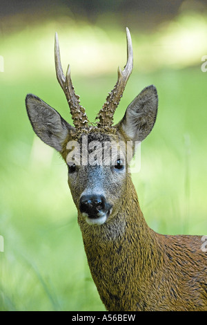 Reh Lat Capreolus Capreolus Rehbock Jagd Saeugetier Im Sommerhaar Im Wald Blattzeit Portrait Stockfoto