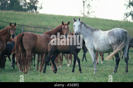 Wuerttemberger Warmblut Stute Und Fohlen Ganzkoerper Warmblut Warmblutpferd Stockfoto