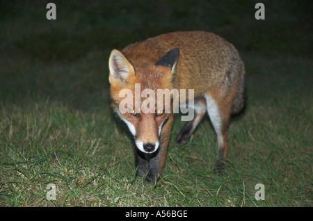 Rotfuchs Stiele durch die Nacht, Deutschland Stockfoto