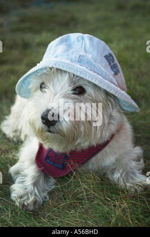 West Highland White Terrier trägt eine Mütze liegt auf einer Wiese, Deutschland Stockfoto