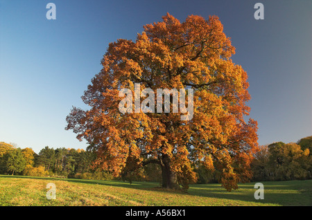 Im Herbst farbige Eiche, Deutschland Stockfoto