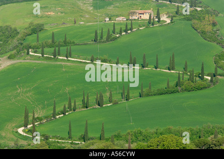 mit Zypresse Bäume Cupressus Sempervivens mit Röckchen Zick Zack Straße mit Bauernhof Toskana Italien Stockfoto