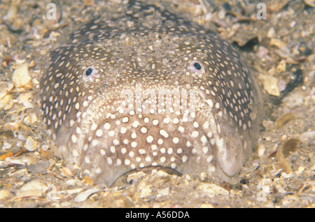 Nördlichen Stargazer Astroscopus guttatus Stockfoto