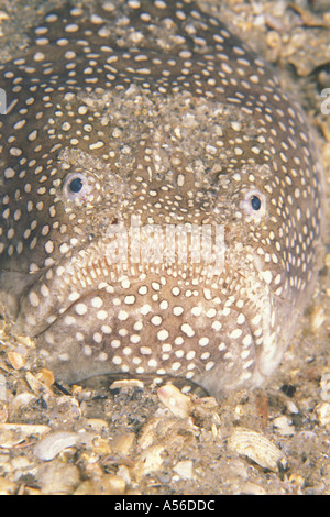 Nördlichen Stargazer Astroscopus guttatus Stockfoto