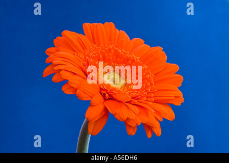 Orange Gerbera Blume vor blauem Hintergrund Stockfoto