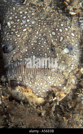 Nördlichen Stargazer Astroscopus guttatus Stockfoto