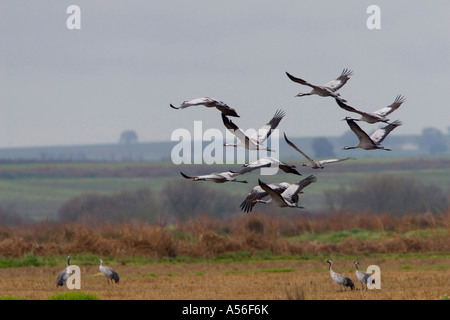 Gemeinsamen Kran Herde über Reis Feld Winterquartier in Extremadura Spanien fliegen Stockfoto