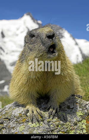 Murmeltier Alpen Marmoto Marmota Murmeltier Alpen Austria Österreich Großglockner Nationalpark Hohe Tauern Stockfoto