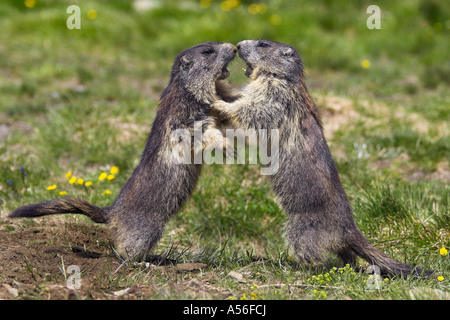 Murmeltier Alpen Marmoto Marmota Murmeltier Alpen Austria Österreich Großglockner Nationalpark Hohe Tauern Stockfoto