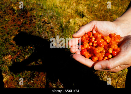 Moltebeerys, Schweden, Lappland, Europa, hjortron Stockfoto