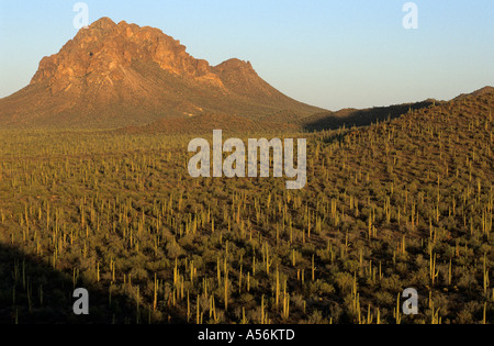 Berg und Tal mit Saguaros in Ironwood Nationaldenkmal, Arizona, USA Stockfoto