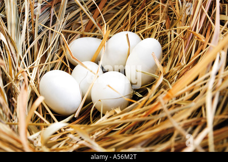 Nest mit Eiern, Nahaufnahme Stockfoto