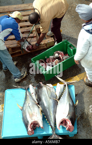 Vorbereitung frisch gefangen Yellow Fin Tuna auf Kai Hafen von Cape Town Südafrika RSA Stockfoto