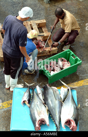 Vorbereitung frisch gefangen Yellow Fin Tuna auf Kai Hafen von Cape Town Südafrika RSA Stockfoto