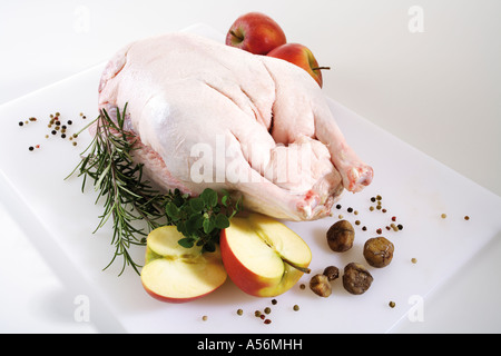 Rohe Gans an Bord Küche, erhöht, Ansicht Stockfoto