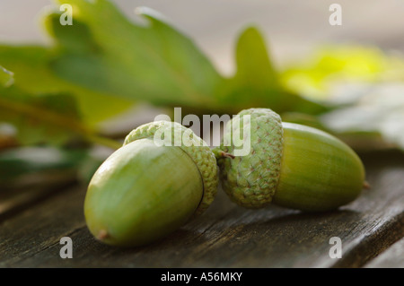 Zwei Eichel Früchte, close-up Stockfoto