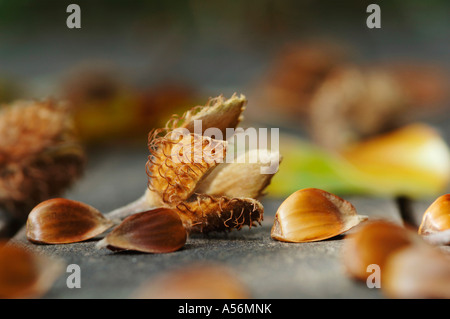 Bucheckern und Muscheln, close-up Stockfoto