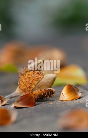 Bucheckern und Muscheln, close-up Stockfoto